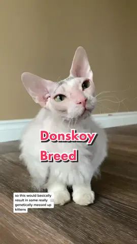 Leela is a Donskoy aka DonSphynx which is another hairless cat breed not related to the Sphynx! #donskoy #donsphynx #sphynx #hairlesscat #catsoftiktok #catbreed #nowyouknow 