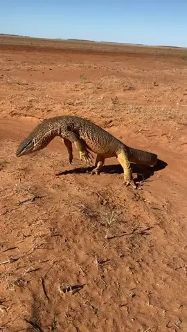 🦎 A yellow-spotted monitor (Varanus panoptes) seen on a great trip out to SW Queensland with Dan Rumsay. #australia #ausgeo #monitorlizard #reptilesoftiktok #wildlifeworld  