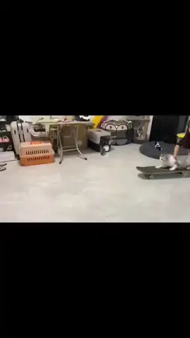 #cat #cats #catsoftiktok #animal #animals #animalsoftiktok #Skateboarding #skateboard #skater 