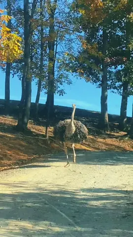 Ostrich showing off his moves. #ostrich #funnyvideos #funnyvideo #funnymoments 