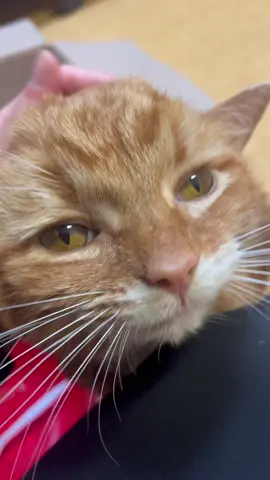Since mega is the clinic cat he makes the rules and it looks like I don’t have to go back to work #handicappet #specialneedscats #specialneedscat #disabledcats #handicapcats #handicapcat #catsoftiktok #cats #disabledcat #handicappedcat