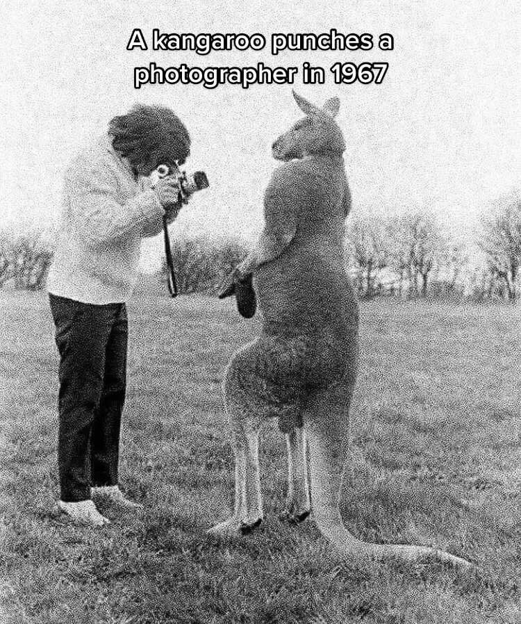 “Hey sorry I love you” #history #kangaroo #animalsoftiktok #fyp #funny 