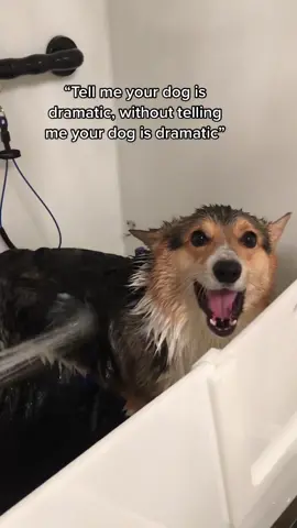 Brady the drama king 😅 #dogbath #dramaticdogs #corgisoftiktok #fy #cutepets 