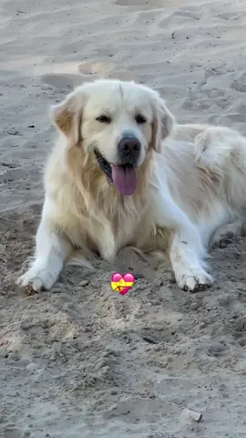 Solo él 💕 #perrito #amordelbueno #fiel #fypシ #goldenretriever 