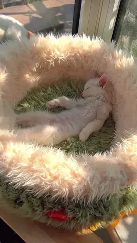 🥺