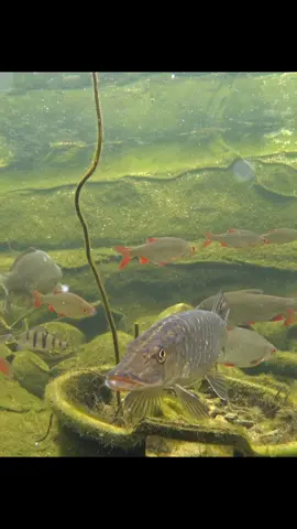 PIKE ATTACK! #fishing #nature #aquarium #pond #water #carp #esox  #perch #fish #wędkarstwo #ужение #Рыбалка #pesca #釣り #pike #attack #hunt #wow