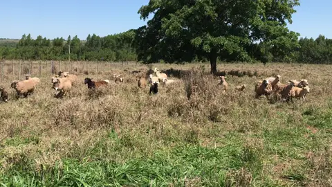 Manejo com o Border Collie se torna simples 🧬🇧🇷🔝 #horus #border #bordercollie #shepdog #caodeboi #caodegado #caodetrabalho #caodefuncao #genetica #ovinoculturabrasil #agro #agropecuaria #agronaopara #agronegocio #pecuaria #pecuariabrasil #pecuariadecorte #ovinosbrasil #ovinocultura🐑🐑 