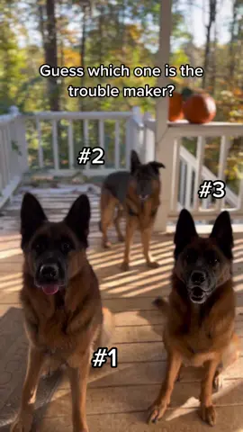 Give us your guesses in the comments ❤️ #StemDrop001 #FomotionalFinds #dogpack #dogsoftiktok #PetsOfTikTok #gsdsoftiktok #germanshepherds #wolfpack #gsdlove #gsd #germanshepherdsoftiktok #dogtiktok #gsds #fyp #doglover #germanshepherd 