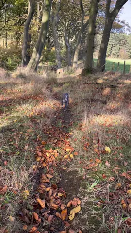 Agatha enjoying herself in the woods. She didn’t bother to stop to say hello, just kept going 😂. #englishstaffy #cutepuppy #puppydog #puppyoftiktok #puppytok #babydog #dogfun #happydog #doglove #staffy #bluestaffy #staffylove #woodland #woodlandwalks #autumn #puppytik #dogwalk #tiktokpup #dogwalkinglife 