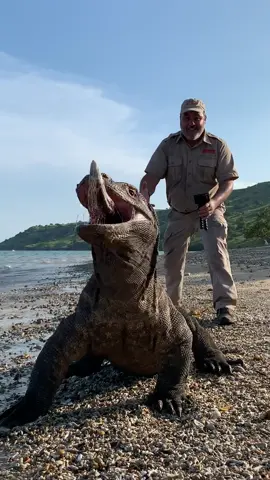 My dads trip to Komodo island was epic and I can’t wait to go see these giant Monitors lizards my self with @jayprehistoricpets #wow #amazing #giant #komododragon #lizard #