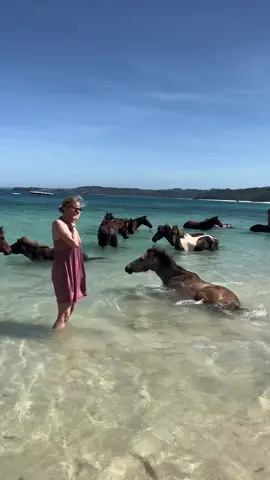 Indonesia 🇮🇩 #indonesia #horse #horseonthebeach #paradise #travel #nihisumba #sea #beach
