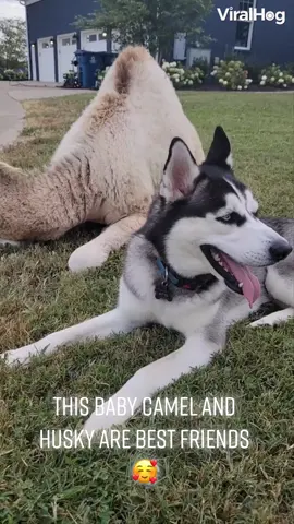 It’s so cute how they nibble on each other so gently 😭🐕🐪  #viralhog #husky #camel #BestFriends 