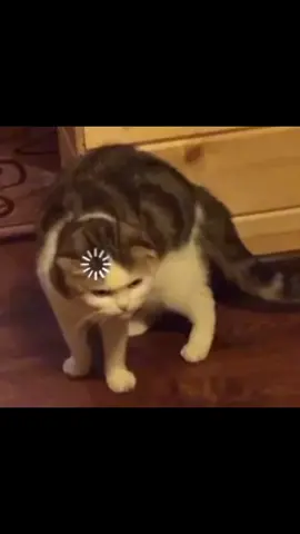 loading cat meme #meme #fpy #fpyシ #memes #funny #catmeme #cat#loadingcat 