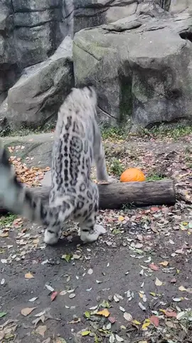 Milja had a system reboot and seems to have forgotten about the pumpkin in her habitat 🤣🎃 #snowleopard #scardycat #windows #catsvsobjets 