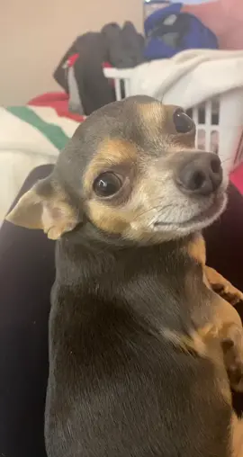 It’s the shivering whine for me 😂 #acting #dog #funny #cute #jokes #comedy. 