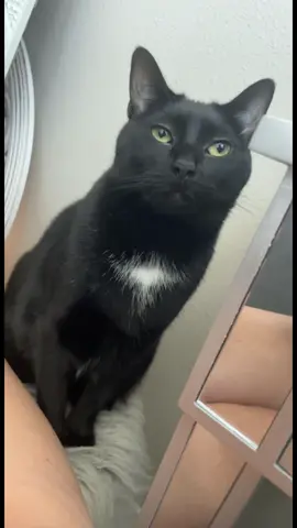 National Black Cat Day. 🐈‍⬛ 🖤 #nationalblackcatday #blackcat #catsoftiktok #cat #catlover #catlove #Nala #cutiepie #catday #kittycat #kitty #fypシ #foryoupage #fyp #follow 
