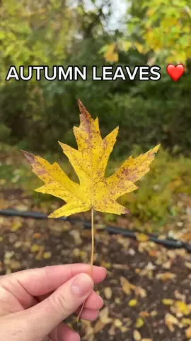 🧡🍂❤️ #fall #fallcolors #fallvibes #bringonthefall #fallfoliage #fallseason #fallleaves #autumn #autumnleaves #autumnvibes #autumnvibes🍁 #autumncolours #autumndays #fallfun #falldays #falldaysinmaryland #visitmaryland #lifeinmaryland #marylandliving