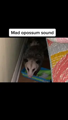 #opossum #mad #rehabber #exoticpets #warning #leavewildlifealone #rehablife #wildliferescue This is the opossum you should be concerned about