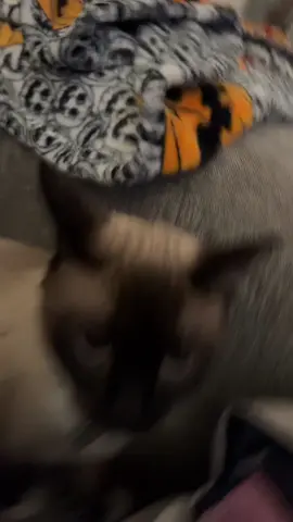 #catsoftiktok #cat #cats #fyp #xyzbca #tr 