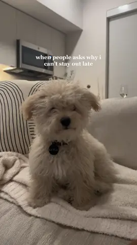 best excuse to leave places early 🤪 #puppylove #puppytiktok #puppydog #puppycheck #puppylife #fyp #relatable #dogmom #dogmomsoftiktok 