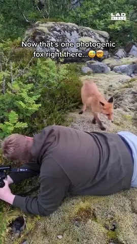Wait till the end for the results, you won’t be disappointed 👀🥹 🎥 IG/jens.birkeland IG/marius.birkeland #ladbible #fyp #foryoupage #animalphotography #foxesoftiktok #wholesomemoments 