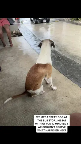 #dog #dogsoftiktok #straydog 