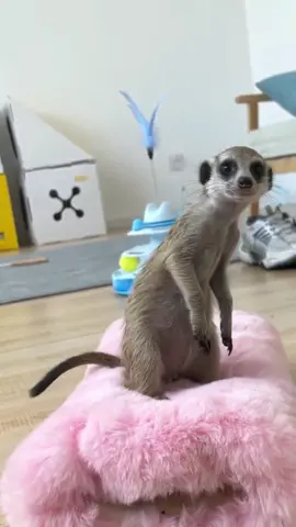 Look! Timon is here!#meerkat #timon #lionking #cutepet #petlover 