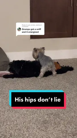 Replying to @just_kinda_andrew he’s still trying #yorkie #dogsoftiktok #tamalethedog #cavapoo #dog #yorkiesoftiktok 