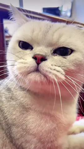 😾