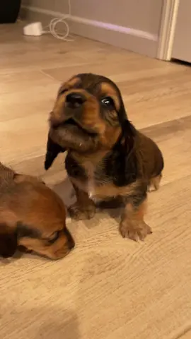 hi i am wittle Oso and I’m 8 weeks old, i cry when i am hungry and my favorite toy is a cardboard box. Thx bye #dachshund #dachshundpuppy #bear #minidachshundpuppy #longhaireddachshund #crybaby 