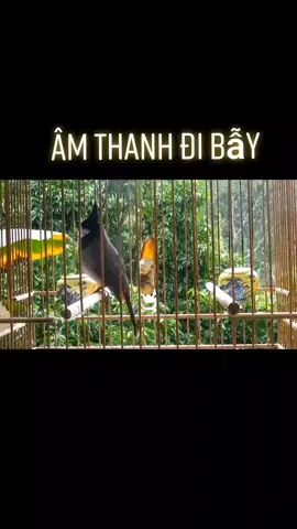 Chào mào mồi gọi bổi đấu #chaomaomoi #chàomao #chaomaogiarung #chimcanh 