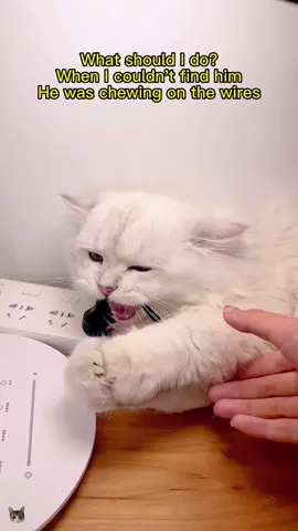 #cat #catsoftiktok #cats #foryou #fyp #kitten #cutecat #cute 