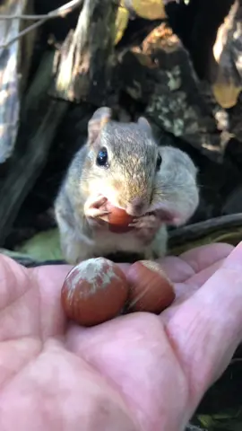 After a few months I finally got Baby Mooshy a safe place to fill the cheeks everyday #fyp #cuteanimals #cute #chipmunks #babymooshy 