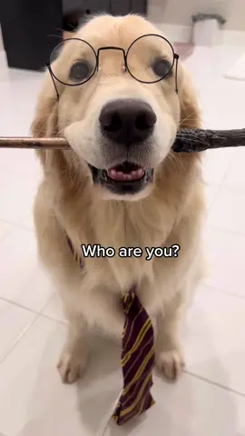 Ruby the real house elf #dobythehouseelf #goldenretriever #corgi #halloween 