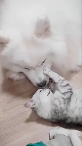Love you ❤️ #petlove #cat #dog #Love #foryou 