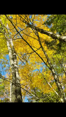 #tylerchilders #country #godsmasterpiece #leaves #fall #colorful 