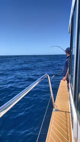 40 kegger #sealordhowe #fyp #fypシ #kingfish #fishing #fishingaustralia #lordhoweisland #fishtok @Brad Wilson 