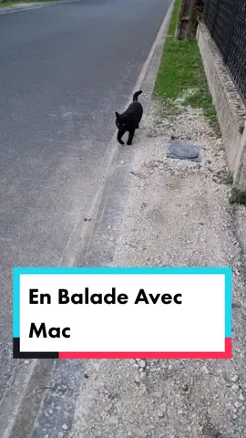 En Promenade Avec Mac #chat #chatquiparle #chatdrole #animauxquiparlent #animaux #chienmarrant #chienquiparle #chien #voix #marrant #doublageanimaux #doublagedevoix #doublage 