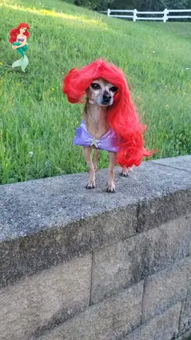 She is the best 😉#chihuahua #chiuhuahuasoftiktok #dogsoftiktok #pets #PetsOfTikTok #disney #disneyprincess #disneytiktok #halloween #funny #viral 