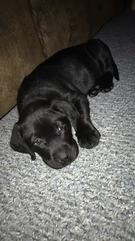 Show your dog as a puppy verses now 🐶 sawyer coal #labrador #labs #labsoftiktok #dogs 