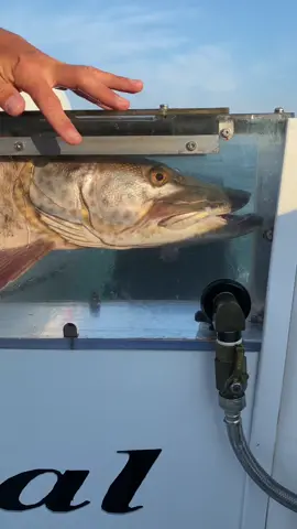 How to properly revive a musky in Lake St. Clair #fishing #musky #lakefishing #muskie @visitwindsoressex 