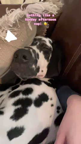 He snores like an old man! #sundayfunday #naptime #puppytok #dalmatian #dalmatiansoftiktok #dalmatianpuppy #dogsoftiktok 