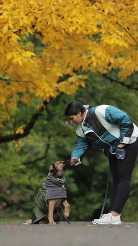 when mom tries to force you to show off your baby tricks 🥵 #dogtricks #DogTraining #balancedtraining #dogtricksoftiktok #dogvideos #dogsofttiktok 