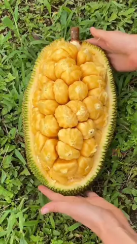 Jackfruit 📍India   Jackfruit is a tropical tree fruit native to southwest India.