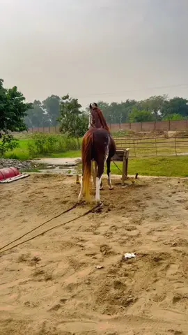 Mashallah♥️#rajdulara #foryou #foryoupage #braalbloodline #rajbakhtiargondal 