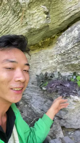 Sen đá #xuhuong #tiktok #vàngpu #vangpu @SEN ĐÁ KON TUM 