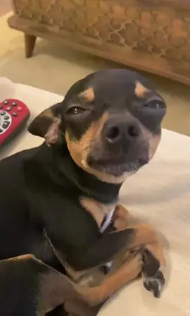 #dog #dogs #animal #animals #animalsoftiktok #pet #pets #pinscher #pinscherminiatura 