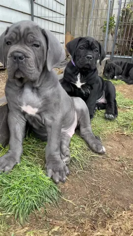 #fyp #foryoupage #foryou #canecorso #puppy #puppylove #cute 