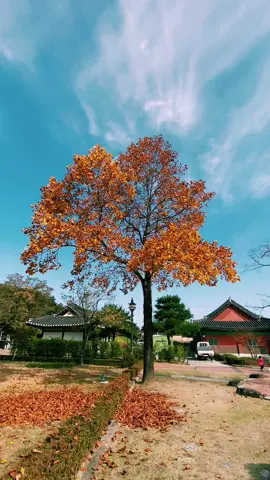 #가을단풍여행 #강원도 #강릉 #오죽헌 #단풍절정