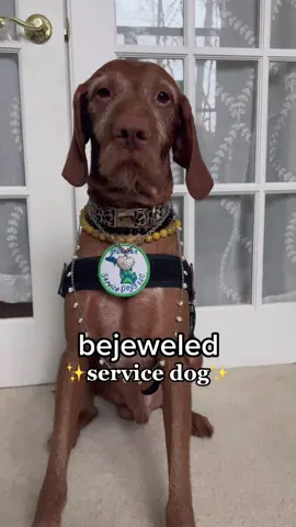 ✨shimmer✨ because Piper is the drama dc @Vader & Annie #ServiceDog #Bejeweled #BejeweledTaylorSwift #BejeweledStrut #SwiftTok #TaylorSwift #DogTok #DogsOfTikTok #ServiceDogsOfTikTok #VizslasOfTikTok #WorkingDog #TheDrama #Shimmer #Disability #Wheelchair #WheelchairGirl #WheelchairLife  #FYP #ForYouPage #Viral #ChronicIllness #InvisibleIllness #ChronicPain #LetsTalkMentalHealth #MentalHealthAwarness #MentalHealthMatters #MentalHealth #worldmentalhealthday #Dysautonomia #Pots #ROHHADsyndrome #PeriodicParalysis #Gastroparesis #RareDisease #Lupus #ServiceDog #DisabledFashion #BabeWithAMobilityAid #DisabledAndCute #ChronicallyAwesome #Spoonie #ButYouDontLookSick #DiaphragmPacemaker #SelfLove #SelfCare #DisabilityPride #DisabledJoy #TikTokTaughtMe #BeCyberSmart #CleanTok # #MercadoTikTok #TikTokForGood #HalloweenDecor #TikTokHalloween 
